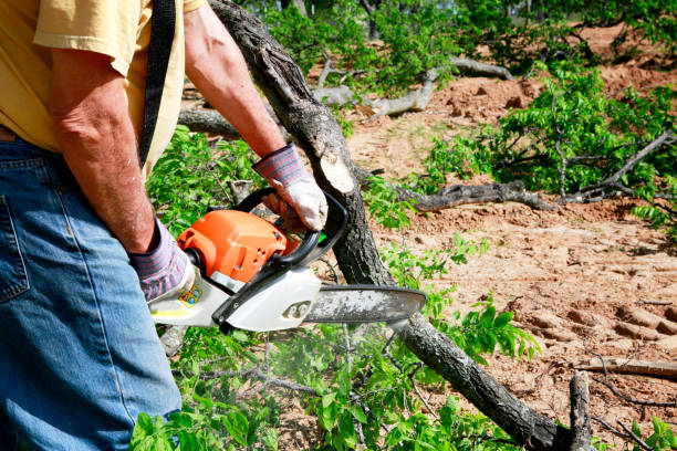 The Steps Involved in Our Tree Care Process in New Ellenton, SC